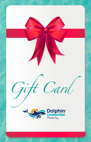 Dolphin Connection Riviera Maya