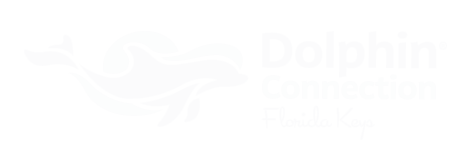 Dolphin Connection logo