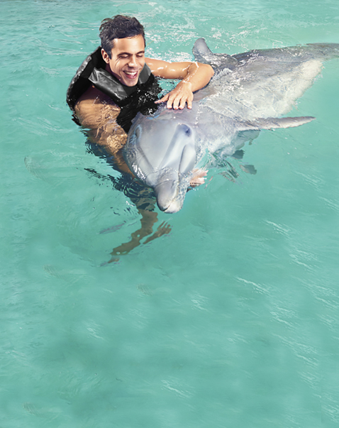 dolphin-discovery-banner