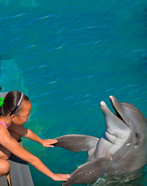 dolphin-discovery-banner