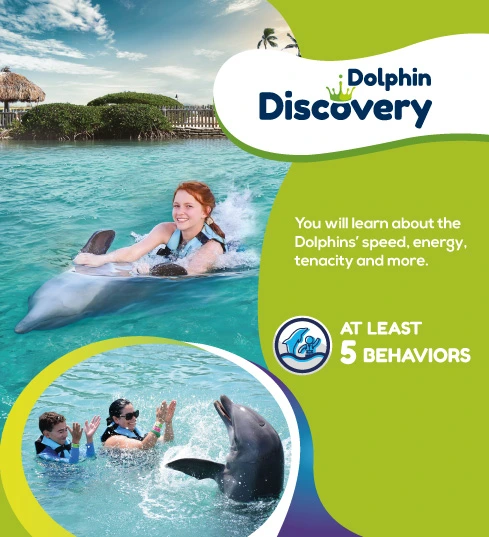 dolphin-discovery-banner