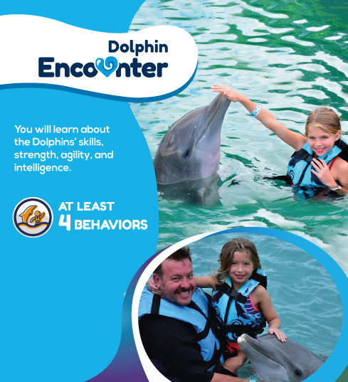dolphin-discovery-banner