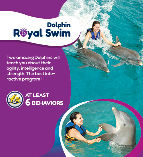 dolphin-discovery-banner